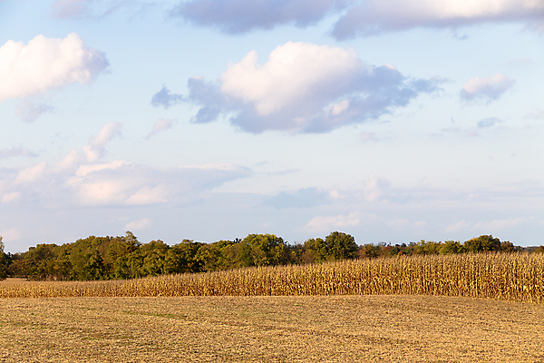 포토 JPG 해외이미지 식물 산업 음식 줄기 밭 농업 채소 자연 하늘 옥수수 풍경 사람없음 야외 초록색 여름 파란색 농작물 농장 농경지 노란색 환경 흙 수확 성장 껍질 가을 시골 신선 황금 달콤 낟알 땅 유기농 장면 밭일 유전자변형 줄서기 해외202004 해외포토 웰빙 계절 컬러 모션 곡류 맛 생태계 파일형식 이미지허브