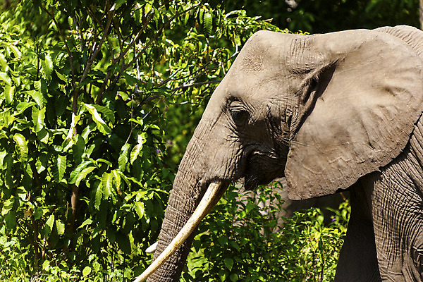 포토 JPG 해외이미지 식물 야생동물 포유류 아프리카 코끼리 사람없음 초록색 머리 회색 황무지 큼 귀 동물상 탄자니아 해외202004 해외포토 동물 나라 컬러 신체부위 조형물 크기 파일형식 이미지허브