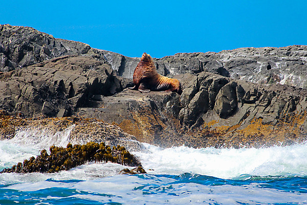 포토 JPG 해외이미지 동물 디자인 남자 야생동물 바다 섬 여행 포유류 자연 코끼리 풍경 사람없음 물 파란색 미국 그룹 사자 물개 캘리포니아 남쪽 동물상 전국 해외202004 해외포토 자연요소 컬러 북아메리카 사람 조형물 바다동물 방향 생태계 파일형식 이미지허브