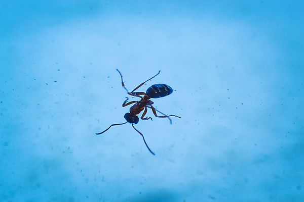 포토 JPG 해외이미지 나무 식물 동물 공원 꽃 야생동물 곤충 백그라운드 오렌지 자연 불 사람없음 빨간색 물 여름 쌓기 걷기 환경 정원 수영 나뭇가지 업무 닫기 둥지 떨어짐 숲 위험 작음 벌 묘사 거미 개미 토막 내추럴 고립 동물상 커터 해외202004 해외포토 자연요소 계절 공공시설 컬러 컨셉 과일 모션 조형물 수상스포츠 작업 크기 생태계 파일형식 이미지허브