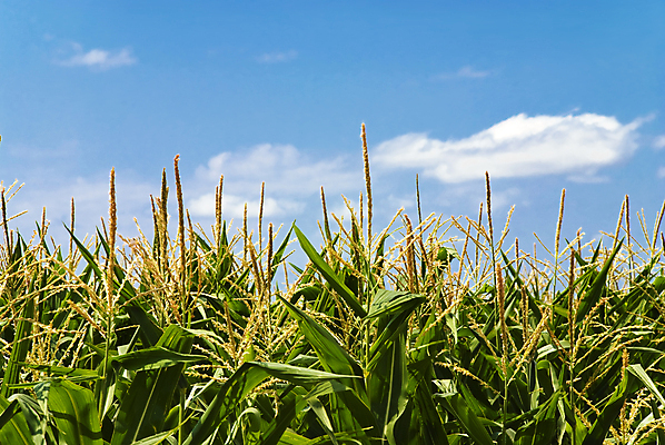 포토 JPG 해외이미지 식물 구름 음식 밭 농업 하늘 옥수수 사람없음 야외 초록색 파란색 농작물 농장 시리얼 해외202004 해외포토 자연요소 산업 컬러 곡류 파일형식 이미지허브