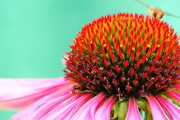포토 JPG 해외이미지 식물 계절 꽃잎 꽃 분홍색 곤충 잎 꽃무늬 자연 사람없음 빨간색 초록색 여름 벚꽃 개화 말벌 내추럴 해외202004 해외포토 동물 컬러 무늬 벌_곤충 생태계 파일형식 이미지허브
