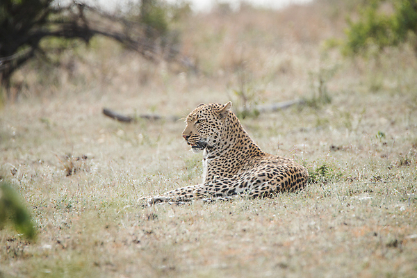 포토 JPG 해외이미지 동물 척추동물 응시 공원 야생동물 여행 포유류 아프리카 자연 친절 털 사람없음 야외 환경 고양이 힘 행성 운전 게임 황무지 보호 위험 큼 모피 심볼 사파리 속도 육식동물 사냥꾼 표범 내추럴 사바나 전국 해외202004 해외포토 직업 시선 공공시설 나라 컨셉 모션 놀이 반려동물 우주 크기 생태계 파일형식 이미지허브