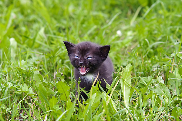 포토 JPG 해외이미지 동물 감정 포유류 사람없음 반려동물 고양이 분노 표현 신생아 유머 달콤 강아지 작음 모피 해외202004 해외포토 아기 개 맛 크기 파일형식 이미지허브