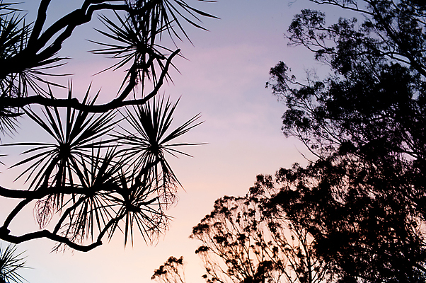 포토 JPG 해외이미지 나무 식물 문화 여행 자연 하늘 휴가 그림자 풍경 사람없음 야외 세로 파란색 도시풍경 태양 여행객 보라색 검은색 미국 끝 발사 배낭여행 캘리포니아 방문 동쪽 백패커 해외202004 해외포토 자연요소 컬러 북아메리카 사람 도시 방향 생태계 파일형식 이미지허브