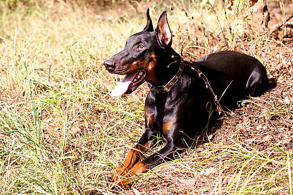 포토 JPG 해외이미지 동물 1 포즈 사람없음 가로 초록색 반려동물 햇빛 갈색 맑음 검은색 개 집중 사냥개 육식동물 거짓말 동물상 유래 주목 해외202004 해외포토 컬러 컨셉 포유류 날씨 태양 조형물 파일형식 이미지허브