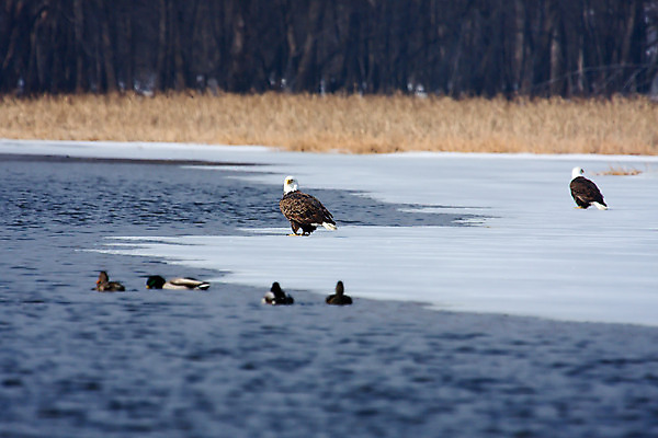 포토 JPG 해외이미지 나무 동물 공원 야생동물 겨울 날개 자연 조류 낚시 바람 오리 서기 사람없음 야외 물 강 얼음 잡초 부리 독수리 대머리 발톱 해외202004 해외포토 자연요소 식물 헤어스타일 계절 공공시설 모션 발 레저 날씨 생태계 파일형식 이미지허브
