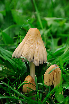 포토 JPG 해외이미지 식물 계절 음식 줄기 백그라운드 패턴 밭 다이어트 채소 오렌지 재료 자연 건강 손잡이 요리 사람없음 목재 초록색 여름 갈색 노란색 머리 버섯 수확 가을 흰색 신선 닫기 맛 숲 먹기 오브젝트 유기농 내추럴 고립 곰팡이 식용 캡모자 해외202004 해외포토 나무 모자_잡화 웰빙 컬러 컨셉 무늬 농업 과일 모션 신체부위 생태계 파일형식 이미지허브