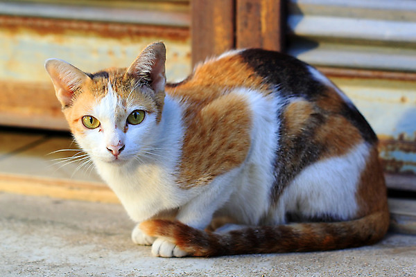 포토 JPG 해외이미지 동물 장난 포유류 자연 놀이 사람없음 반려동물 고양이 강아지 작음 호기심 돌봄 해외202004 해외포토 감정 컨셉 모션 개 크기 생태계 파일형식 이미지허브