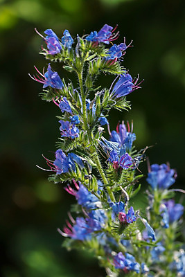 포토 JPG 해외이미지 모양 식물 꽃잎 꽃 줄기 잎 자연 사람없음 야외 장식 초록색 파란색 컬러풀 정원 활발 시골 우아함 날씬함 그림 원예 장면 해외202004 해외포토 컬러 컨셉 취미 몸매 생태계 파일형식 이미지허브