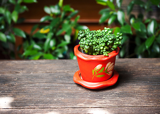 포토 JPG 해외이미지 나무 식물 디자인 꽃 화분 잎 자연 탁자 벽돌 주택 사람없음 야외 목재 장식 빨간색 초록색 정원 도자기 냄비 점토 내추럴 심기 옛날 세련 해외202004 해외포토 컬러 가구 재료 모션 건물 솥 생태계 파일형식 이미지허브