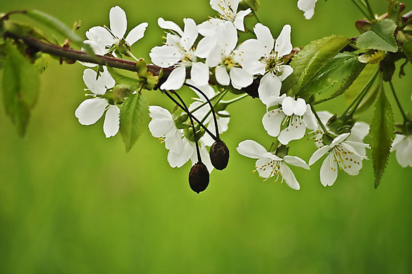 포토 JPG 해외이미지 나무 식물 디자인 계절 공원 꽃잎 꽃 백그라운드 잎 꽃무늬 농업 자연 벽지 부활절 사람없음 야외 초록색 파란색 빛 농장 정원 봄 성장 벚꽃 흰색 나뭇가지 신선 개화 체리 달콤 4월 묘사 레이아웃 내추럴 해외202004 해외포토 공공시설 기념일 산업 컬러 무늬 과일 날짜 맛 생태계 파일형식 이미지허브