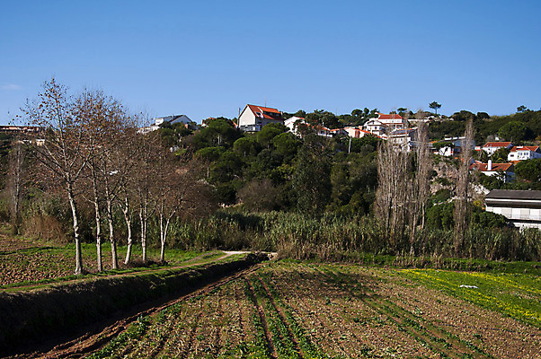 포토 JPG 해외이미지 나무 잎 건축양식 자연 지붕 주택 갈대 풍경 사람없음 마을 포르투갈 지역 타운 해외202004 해외포토 식물 건축 유럽 건물 도시 생태계 파일형식 이미지허브