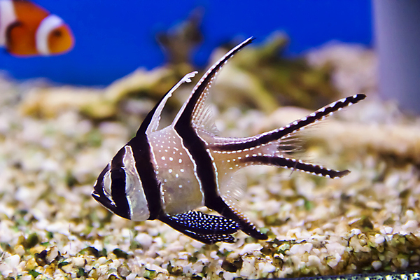 포토 JPG 해외이미지 어류 사람없음 광대 금붕어 얼룩말 수족관 터키석 해외202004 해외포토 수중동물 말_동물 보석 파일형식 이미지허브