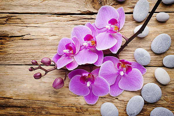 포토 JPG 해외이미지 식물 꽃잎 꽃 줄기 분홍색 백그라운드 자연 사람없음 스파 침묵 봄 난초 오브젝트 장면 해외202004 해외포토 계절 컬러 소리 생태계 파일형식 이미지허브