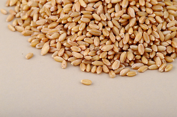 포토 JPG 해외이미지 식물 음식 빵 백그라운드 농업 다이어트 과일 재료 자연 건조 건강 씨앗 사람없음 농작물 농장 갈색 노란색 쌓기 식사 수확 흰색 시골 황금 낟알 시리얼 밀 다발 먹기 유기농 질감 날것 보리 흙더미 내추럴 고립 밭일 숙성 채식주의자 파종 해외202004 해외포토 웰빙 산업 컬러 모션 곡류 농사 흙 생태계 채식 파일형식 더미 이미지허브