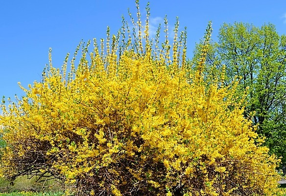 포토 JPG 해외이미지 식물 공원 꽃 잎 사람없음 정원 봄 신선 허브 해외202004 해외포토 계절 공공시설 파일형식 이미지허브