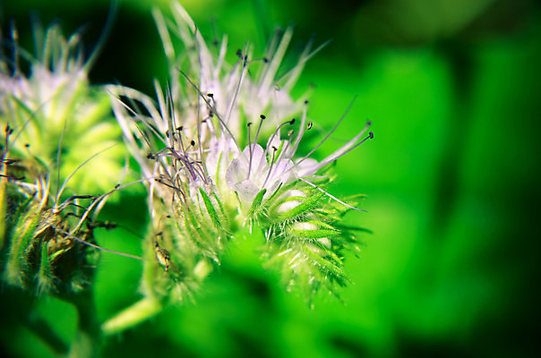 포토 JPG 해외이미지 식물 꽃 줄기 곤충 백그라운드 잎 밭 농업 자연 풍경 사람없음 야외 여름 파란색 농장 농경지 환경 정원 보라색 성장 벚꽃 시골 선택 벌레 벌 수집 허브 만족 장면 꽃가루 꿀 벌집 생태학 세련 해외202004 해외포토 동물 계절 교육 감정 산업 컬러 컨셉 가루 생태계 파일형식 이미지허브