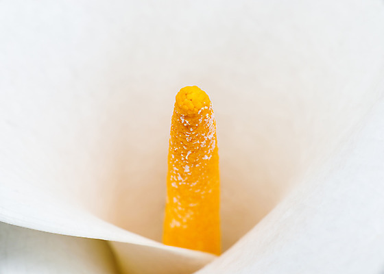 포토 JPG 해외이미지 식물 계절 꽃잎 꽃 백그라운드 꽃무늬 곡선 오렌지 자연 사람없음 장식 노란색 정원 봄 벚꽃 흰색 신선 개화 우아함 순수 묘사 원예 내추럴 꽃수술 이국적 칼라꽃 해외202004 해외포토 선 컬러 컨셉 무늬 과일 취미 생태계 파일형식 이미지허브