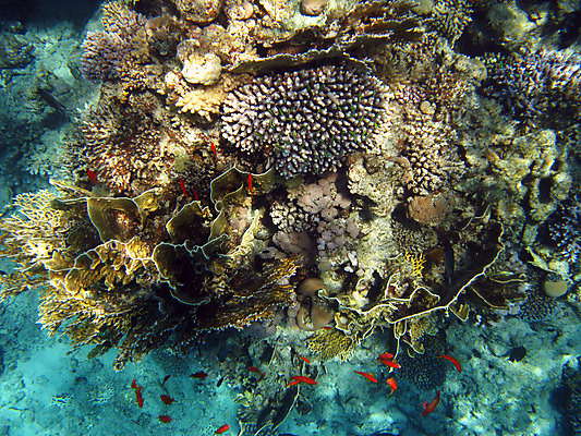 포토 JPG 해외이미지 바다 자연 휴가 휴식 바닥 이집트 어류 사람없음 빨간색 초록색 물 수중 수영 스노클링 산호 다이빙 암초 깊이 이국적 해외202004 해외포토 자연요소 컬러 컨셉 아프리카 수중동물 수상스포츠 자포동물 생태계 수중스포츠 파일형식 이미지허브