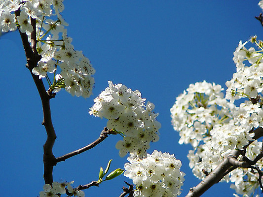 포토 JPG 해외이미지 계절 꽃 백그라운드 잎 자연 사람없음 봄 벚꽃 흰색 나뭇가지 변화 해외202004 해외포토 나무 식물 컬러 컨셉 생태계 파일형식 이미지허브