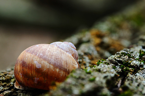 포토 JPG 해외이미지 식물 동물 지구 곤충 채소 자연 날씨 주택 사람없음 농장 갈색 환경 정원 샐러드 젖음 흰색 독약 벌레 보호 농부 생물학 슬라이스 먼지 미끼 땅바닥 끈적임 해외202004 해외포토 직업 교육 음식 컬러 컨셉 농업 바닥 건물 생태계 파일형식 이미지허브