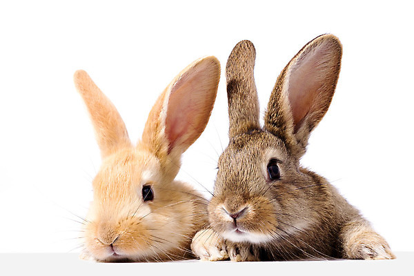 포토 JPG 해외이미지 두마리 부활절 사람없음 반려동물 귀여움 가축 토끼 흰배경 귀 해외포토 동물 기념일 백그라운드 컨셉 2 포유류 신체부위 흰색 파일형식 이미지허브