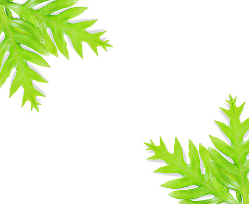 포토 JPG 해외이미지 모양 식물 백그라운드 잎 패턴 자연 사람없음 장식 초록색 환경 정원 봄 성장 흰색 나뭇가지 신선 열대우림 내추럴 고립 생태학 양치류 해외202004 해외포토 나무 계절 교육 컬러 무늬 숲 생태계 파일형식 이미지허브