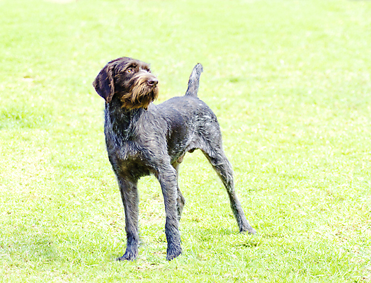 포토 JPG 해외이미지 동물 응시 공원 포유류 건강 서기 잔디 사람없음 야외 반려동물 갈색 머리카락 걷기 믿음 검은색 활발 총 코트 흰색 표현 자신감 플랫 개 떨어짐 사냥 간 향기 냄새 귀 광택 송곳니 추적 경보 기르기 동반자 복종 신앙심 유래 지능 충고 충실 해외202004 해외포토 식물 시선 공공시설 감정 무기 컬러 컨셉 모션 신체부위 머리 외투 장기_의학 치아 돌봄 파일형식 이미지허브