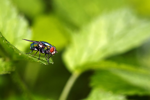 포토 JPG 해외이미지 동물 곤충 백그라운드 잎 날개 자연 사람없음 야외 초록색 여름 봄 젖음 작음 해외202004 해외포토 식물 계절 컬러 크기 생태계 파일형식 이미지허브