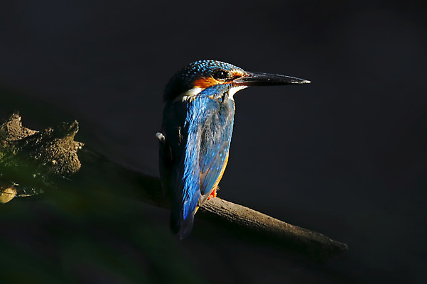 포토 JPG 해외이미지 나무 동물 여자 남자 아시아 얼굴 야생동물 백그라운드 날개 자연 조류 사람없음 야외 목재 가로 초록색 컬러풀 머리 환경 나뭇가지 막대기 닫기 숲 깃털 꼬리 부리 서식지 물총새 생태학 이국적 해외202004 해외포토 식물 교육 나라 컬러 재료 모션 사람 신체부위 생태계 파일형식 이미지허브