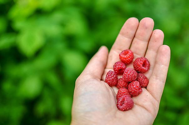 포토 JPG 해외이미지 식물 손 계절 열매 음식 백그라운드 농업 다이어트 과일 자연 건강 손바닥 사람 사람없음 빨간색 초록색 정원 활발 수확 신선 잡기 달콤 맛 숲 수집 먹기 유기농 날것 산딸기 내추럴 숙성 채식주의자 해외202004 해외포토 웰빙 산업 컬러 컨셉 모션 신체부위 생태계 채식 파일형식 이미지허브
