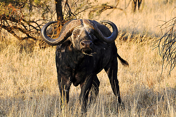 포토 JPG 해외이미지 나무 식물 동물 척추동물 한마리 응시 야생동물 포유류 아프리카 자연 하늘 뿔 국립공원 풍경 사람없음 야외 아웃포커스 가로 초록색 파란색 관광지 노란색 검은색 힘 일몰 우유 소 위험 큼 망토 사파리 황소 진흙 케냐 사바나 스텝 열대기후 초식 탄자니아 평야 해외202004 해외포토 1 시선 공원 나라 컬러 여행 컨셉 유제품 촬영기법 노을 크기 생태계 파일형식 이미지허브