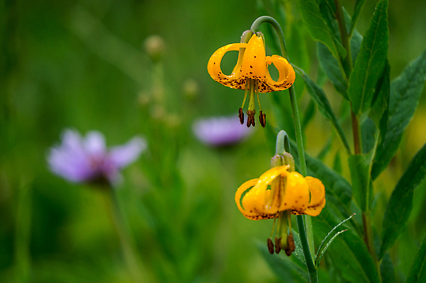 포토 JPG 해외이미지 식물 꽃잎 꽃 여행 백그라운드 캐나다 오렌지 자국 자연 산 풍경 사람없음 초록색 여름 컬러풀 성장 흰색 신선 개화 호랑이 백합 북쪽 내추럴 꽃수술 해외202004 해외포토 계절 컬러 북아메리카 과일 포유류 방향 생태계 파일형식 이미지허브