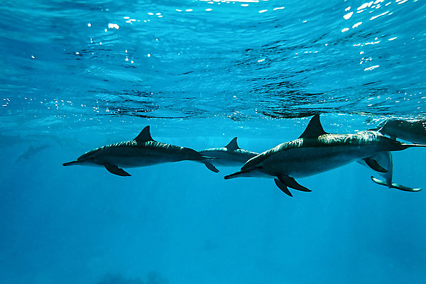 포토 JPG 해외이미지 동물 야생동물 바다 포유류 사람없음 물 파란색 수중 돌고래 암초 해외202004 해외포토 자연요소 컬러 수중동물 파일형식 이미지허브