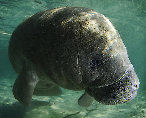 포토 JPG 해외이미지 동물 한마리 야생동물 포유류 자연 사람없음 물 강 수중 봄 회색 수면 멸종 침몰 플로리다 해외202004 해외포토 멸종위기종 자연요소 1 계절 컬러 미국 생태계 파일형식 이미지허브