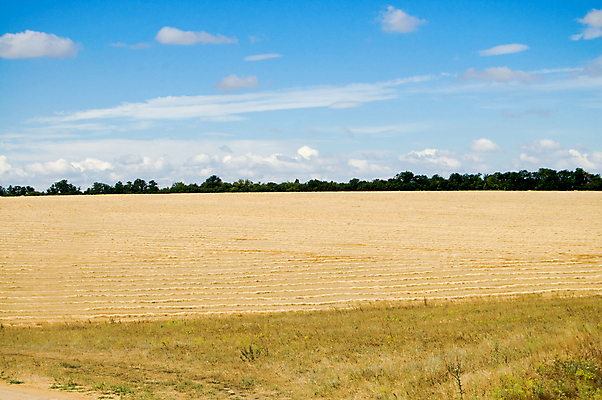 포토 JPG 해외이미지 구름 지구 음식 빵 밭 교실 하늘 종류 옥수수 풍경 사람없음 여름 파란색 농작물 노란색 흙 수확 흰색 재산 황금 낟알 땅 시리얼 밀 허브 시력 성적 귀 자원 밀짚 덩어리 내추럴 땅바닥 볏집 우크라이나 해외202004 해외포토 자연요소 식물 계절 교육 유럽 컬러 농업 학교 곡류 바닥 신체부위 금융 짚 파일형식 이미지허브