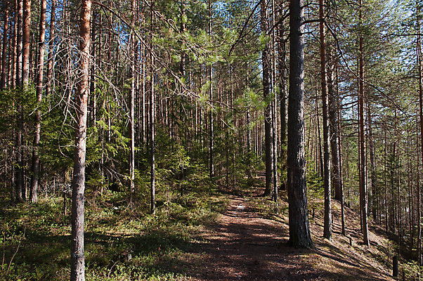 포토 JPG 해외이미지 나무 식물 계절 백그라운드 잎 자연 풍경 사람없음 야외 목재 초록색 여름 빛 갈색 환경 봄 시골 신선 소나무 숲 큼 내추럴 땅바닥 해외202004 해외포토 컬러 재료 바닥 크기 생태계 파일형식 이미지허브