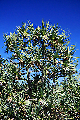 포토 JPG 해외이미지 공원 잎 과일 하늘 선인장 손바닥 사람없음 초록색 파란색 세계 황무지 재산 호주 땅 사파리 영토 북쪽 스파이크 전국 해외202004 해외포토 식물 손 공공시설 컬러 금융 오세아니아 방향 파일형식 이미지허브