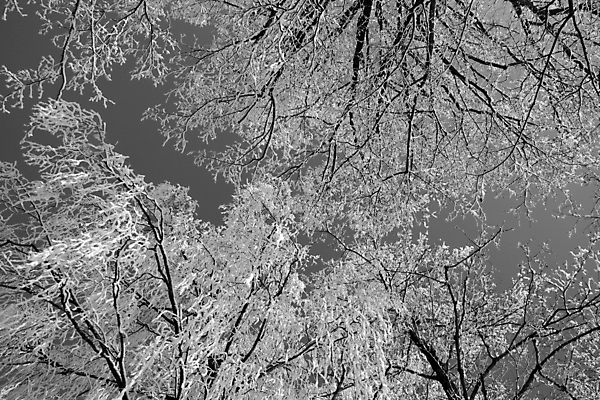 포토 JPG 해외이미지 나무 백그라운드 겨울 자연 하늘 손잡이 풍경 사람없음 태양 얼음 추위 나뭇가지 숲 12월 1월 2월 폭설 해외202004 해외포토 자연요소 식물 계절 눈_날씨 날짜 자연재해 생태계 파일형식 이미지허브