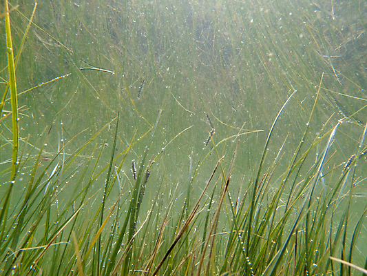 포토 JPG 해외이미지 식물 호수 패턴 자연 바닥 사람없음 초록색 물 빛 반사 환경 수중 침묵 거품 거울 성장 연못 투명 보호 큼 아래 뿌리 생태학 침몰 해외202004 해외포토 자연요소 교육 컬러 컨셉 무늬 소리 크기 방향 생태계 위치 파일형식 이미지허브