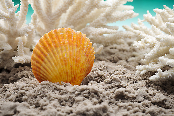 포토 JPG 해외이미지 별 모래 바다 백그라운드 컨셉 자연 불가사리 프레임 해변 사람없음 햇빛 껍질 흰색 산호 심볼 오브젝트 기념품 태평양 가리비 고립 해외202004 해외포토 자연요소 컬러 조개 극피동물 태양 자포동물 생태계 파일형식 이미지허브