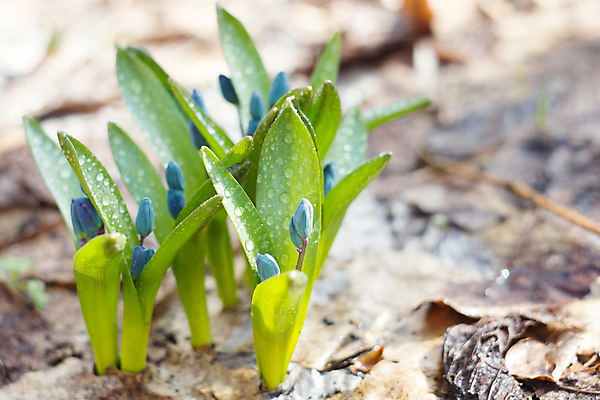 포토 JPG 해외이미지 식물 계절 꽃잎 꽃 꽃다발 백그라운드 잎 겨울 꽃무늬 자연 사람없음 야외 초록색 파란색 머리 정원 봄 성장 벚꽃 신선 개화 떨어짐 숲 4월 묘사 내추럴 블루벨 처음 헌병 해외202004 해외포토 컬러 컨셉 무늬 신체부위 군인 날짜 생태계 파일형식 이미지허브