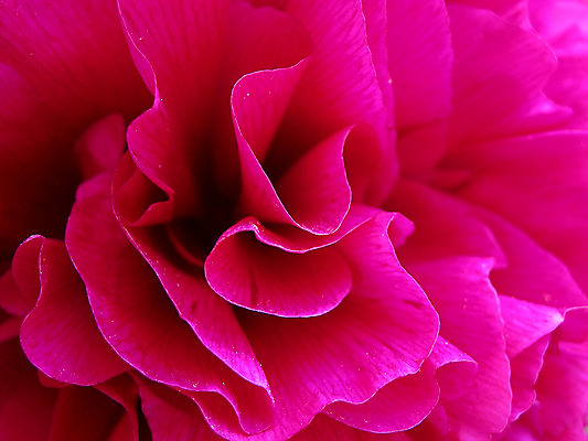 포토 JPG 해외이미지 식물 꽃잎 꽃 백그라운드 곡선 자연 휴가 발렌타인데이 선물 사랑 사람없음 가로 빨간색 세로 장미 정원 펼침 센터 닫기 매끈함 가득함 질감 부드러움 굴곡 깊이 접기 막 벨벳 해외202004 해외포토 감정 선 컬러 모션 데이이벤트 감각 실크 생태계 파일형식 이미지허브