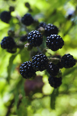 포토 JPG 해외이미지 식물 열매 음식 백그라운드 잎 다이어트 과일 재료 자연 건강 사람없음 야외 초록색 여름 농작물 정원 검은색 어둠 가을 나뭇가지 시골 신선 가시 그룹 닫기 달콤 맛 다발 수집 오브젝트 유기농 날것 산딸기 블랙베리 내추럴 숙성 해외202004 해외포토 나무 웰빙 계절 컬러 컨셉 농업 모션 생태계 파일형식 이미지허브
