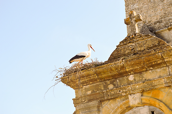 포토 JPG 해외이미지 동물 야생동물 백그라운드 신체 자연 조류 휴가 휴식 이야기 소년 사람없음 책 머리 검은색 프랑스 흰색 아기 큼 깃털 부리 양자리 계산서 외양간 고립 동물상 벌거벗은 황새 해외202004 해외포토 남자 유럽 어린이 컬러 컨셉 사람 신체부위 조형물 별자리 크기 생태계 파일형식 이미지허브