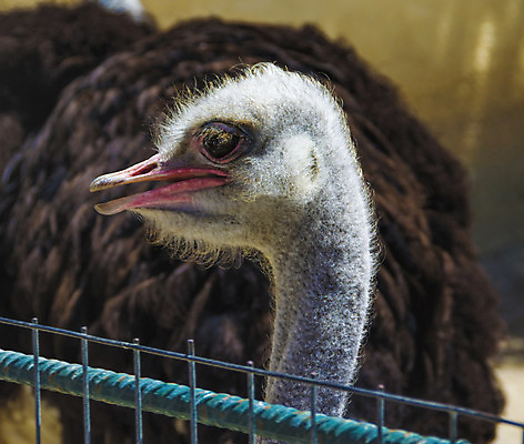 포토 JPG 해외이미지 동물 야생동물 자연 조류 사람없음 야외 세로 머리 사막 분노 입 큼 깃털 속도 호기심 부리 목 타조 노려봄 해외202004 해외포토 감정 컨셉 표정 신체부위 크기 생태계 파일형식 이미지허브