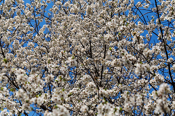 포토 JPG 해외이미지 식물 꽃잎 꽃 분홍색 꽃다발 꽃무늬 자연 사람 사람없음 빨간색 머리 봄 튤립 벚꽃 개화 우아함 확대 오브젝트 싱글 데이지 향기 꽃가루 캐모마일 해외202004 해외포토 계절 컬러 컨셉 무늬 신체부위 가루 허브 생태계 냄새 파일형식 이미지허브