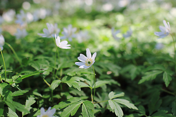 포토 JPG 해외이미지 식물 계절 꽃 자연 바람 그림자 풍경 사람없음 초록색 여름 햇빛 환경 맑음 봄 성장 벚꽃 흰색 신선 개화 땅 그네 장면 생태학 아네모네 헌병 해외202004 해외포토 자연요소 교육 컬러 날씨 태양 군인 생태계 파일형식 이미지허브