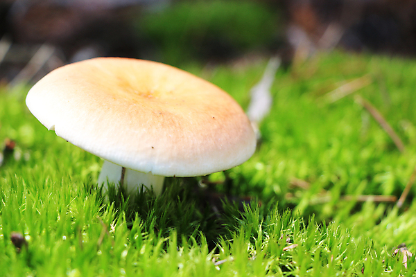 포토 JPG 해외이미지 주간 자연 근접촬영 잔디 사람없음 야외 버섯 숲속 해외202004 해외포토 자연요소 식물 뷰포인트 숲 생태계 파일형식 이미지허브